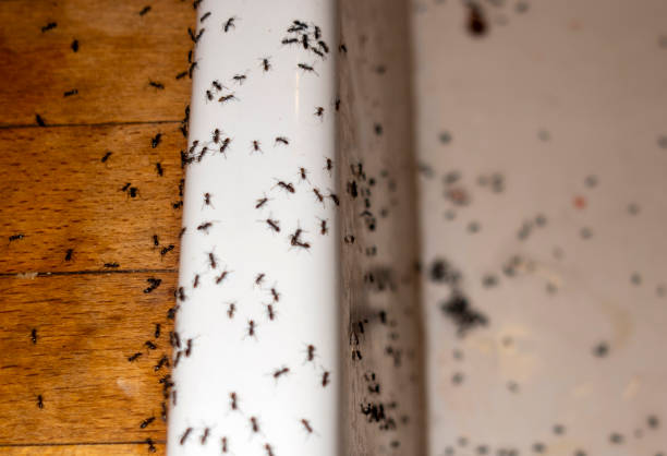 Best Flea Control Services  in Brownsburg, IN